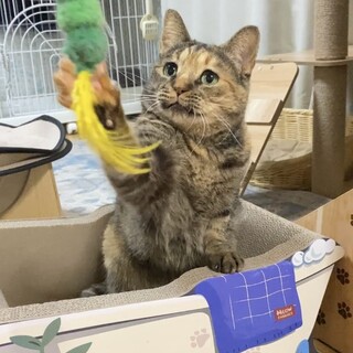 【1/26芝浦相談】動きもったり表情豊か天然系