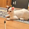 おすまし