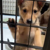 甘えん坊で小さめな中型犬mix の子犬　女の子 サムネイル3
