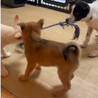 甘えん坊で小さめな中型犬mix の子犬　女の子 サムネイル4