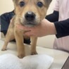 甘えん坊で小さめな中型犬mix の子犬　女の子 サムネイル5