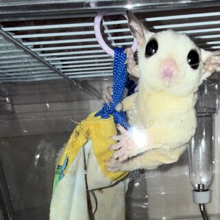 可愛がってくれる方！フクロモモンガモザイク♂