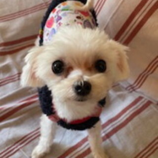 お外大好き、小柄な女の子