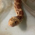 ゴファースネーク里親募集(交渉中)