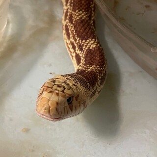 ゴファースネーク里親募集(交渉中)