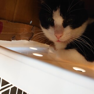 ハチワレくん、♂推定3〜5歳、口内炎治療中