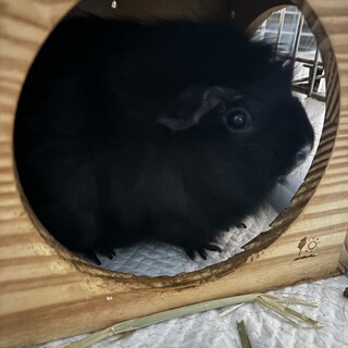 真っ黒のアビシニアンモルモット