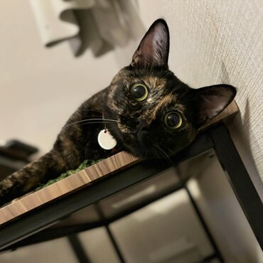 おめめくりくり