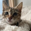 キュート♀ミルク育ちの生後2ヶ月茶系キジトラ柄