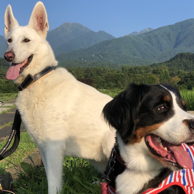 阿部吉雄のカバー写真