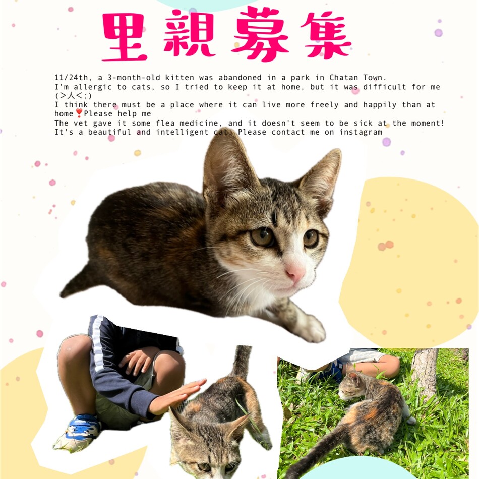 Myaoのカバー写真