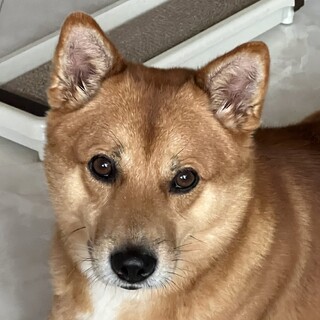 柴系MIX里親募集