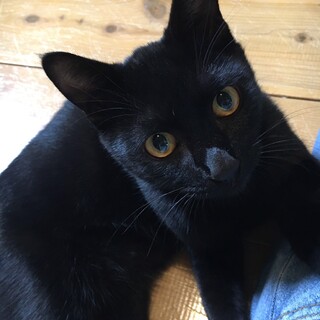 小豆島の美黒子猫いちるくん