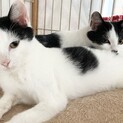 白黒ハチワレ子ねこ兄弟