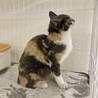 綺麗なパステル三毛猫⭐︎ルナ⭐︎6ヶ月女の子 サムネイル3