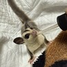ゆうひかる