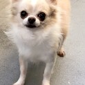 5歳、チワワの男の子
