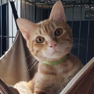 甘えん坊で可愛い性格の、茶トラの茶々まる君！