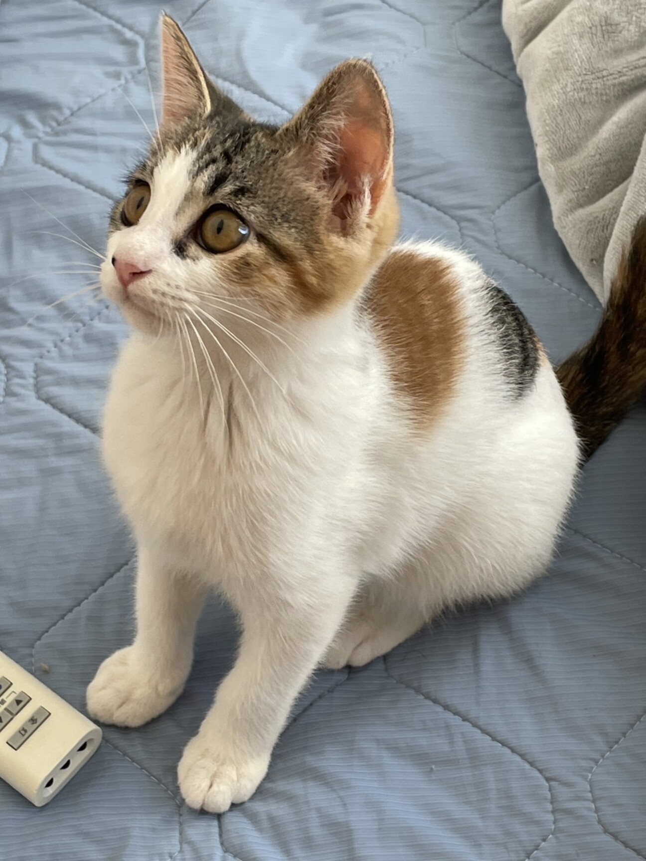 ハートちゃん 三毛猫さんです♪」埼玉県 - 猫の里親募集(506573