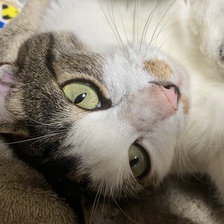 自己破産で実家を手放すため、里親を探しています