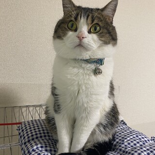 寂しがり屋で繊細だけど甘えん坊のミヌエット