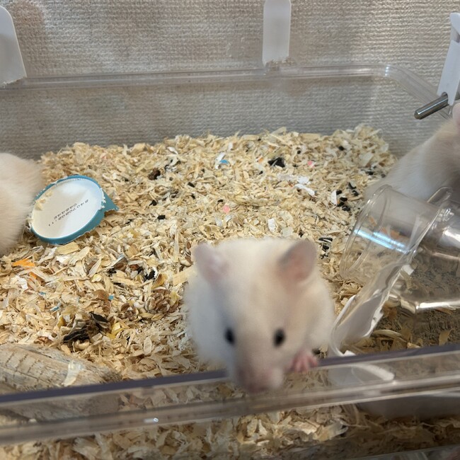 zhenhuのカバー写真