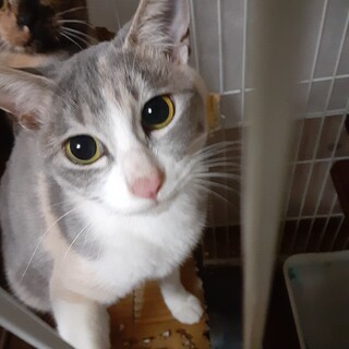 家族にしてください。里親さん急募