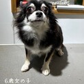 ロングコートチワワ　女の子　