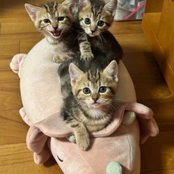 第１４６回　保護猫たちの幸せ探し会 サムネイル2