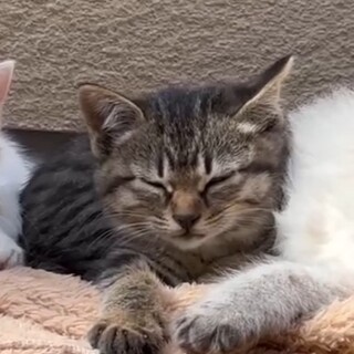 3ヶ月未満くらいの子猫ちゃんです