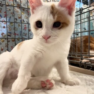 トライアル決定　募集停止させていただきます