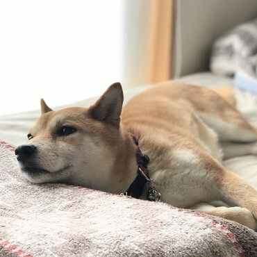 の写真