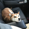 の写真