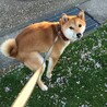 の写真