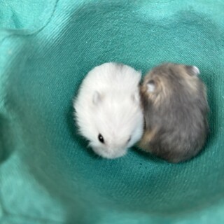 ハムスターの赤ちゃん　里親募集