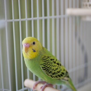 里親がみつかりました。