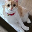 ルルちゃん譲渡決定です、有り難うございます1/6