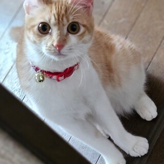 ルルちゃん譲渡決定です、有り難うございます1/6