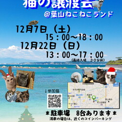 子猫祭りだ‼️葉山ねこねこランド保護猫譲渡会