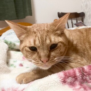 12/14譲渡会に参加！　優しいチャトラ とらお君