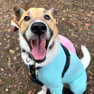 おっとり系の甘えん坊「フォカくん」♂