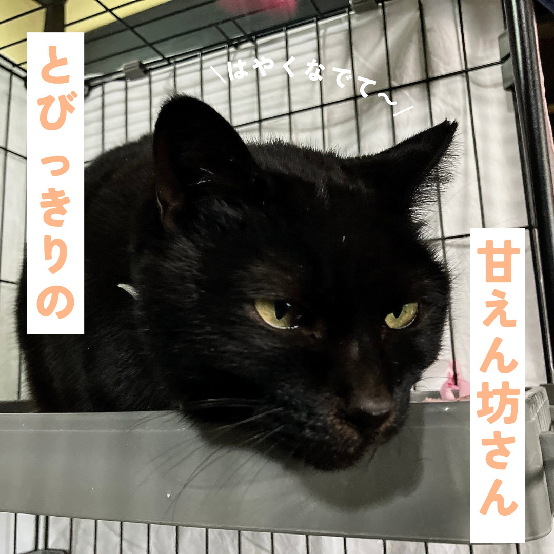 抱っこも大好きな甘えん坊さん サムネイル3