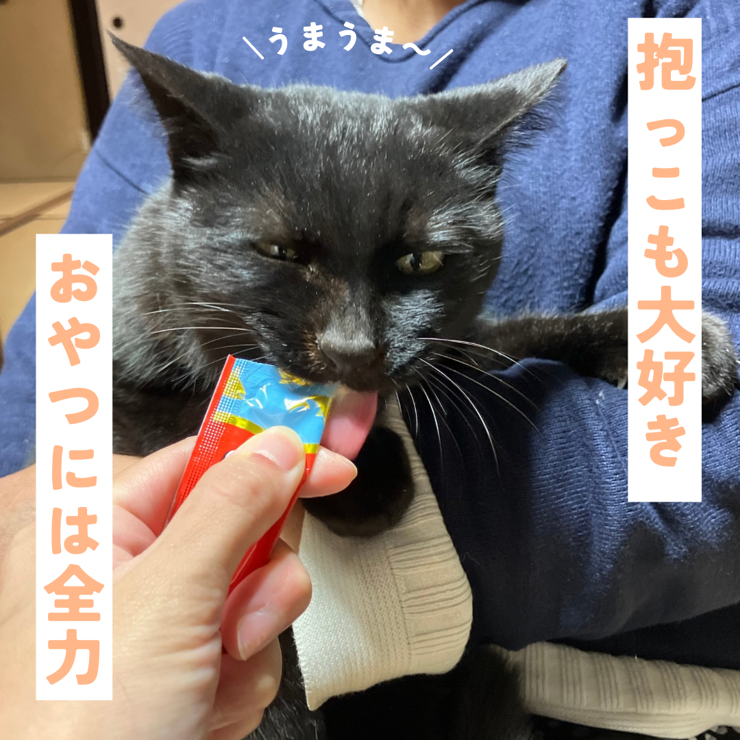 抱っこも大好きな甘えん坊さん サムネイル4