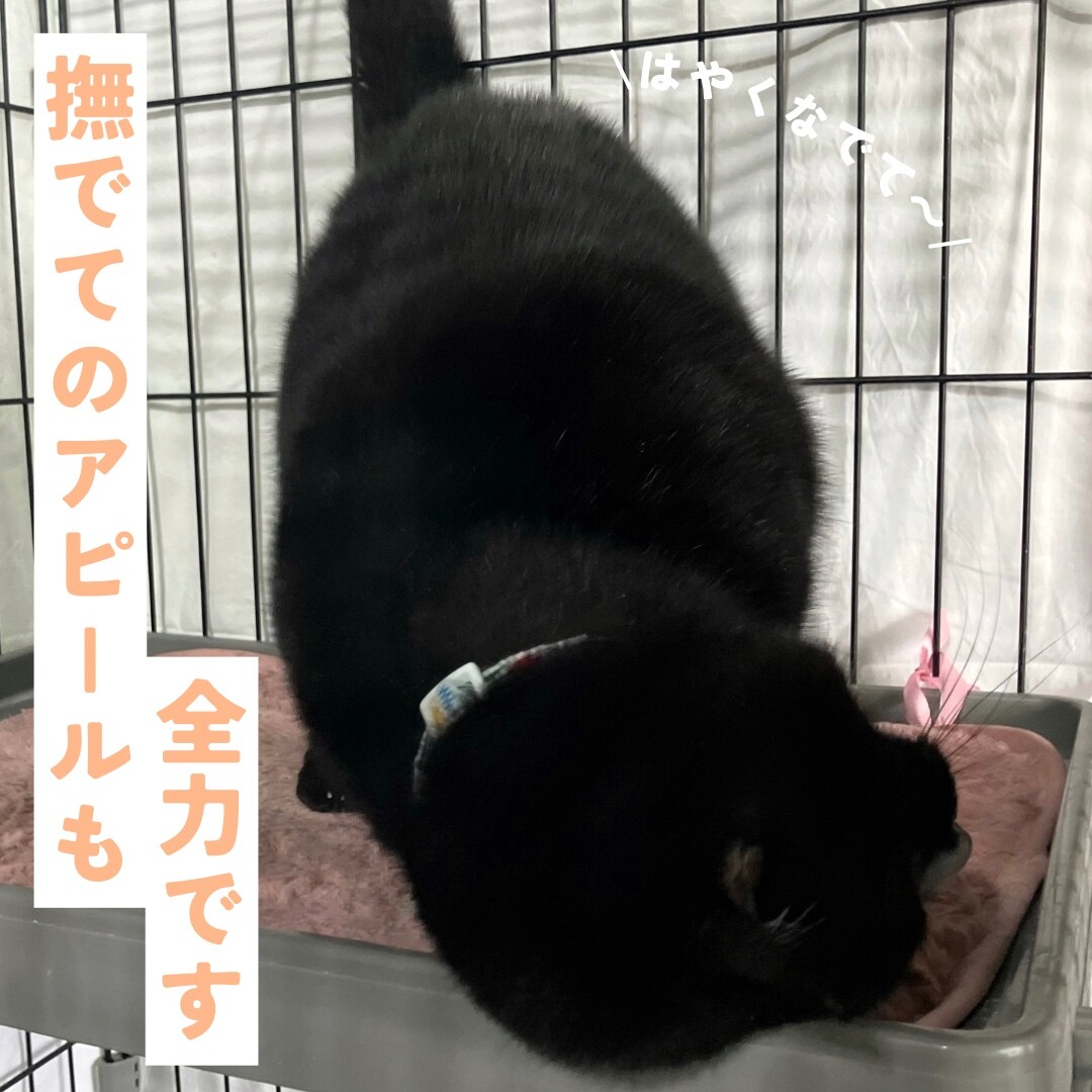 抱っこも大好きな甘えん坊さん サムネイル5