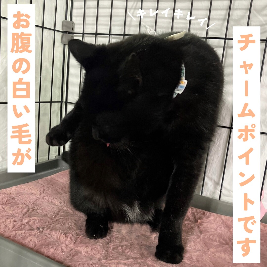 抱っこも大好きな甘えん坊さん サムネイル6