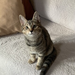 人見知りなかわいい女の子