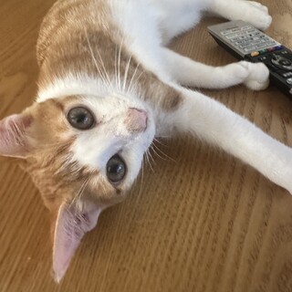 茶