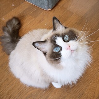 【12/8芝浦】ふわふわの可愛い甘えん坊女子