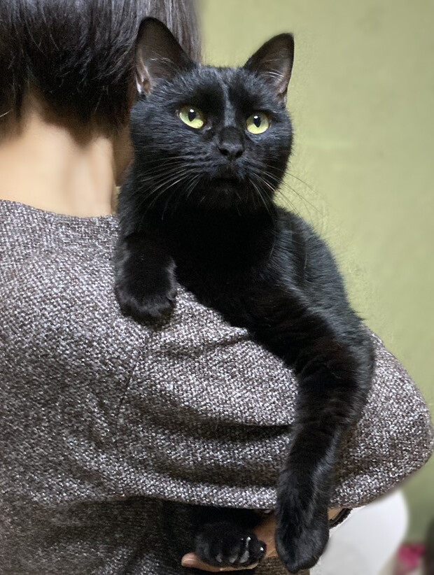 超なれなれ！抱っこ大好き」東京都 - 猫の里親募集(506337) 3枚目の