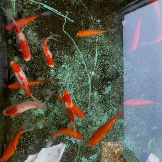 朱文金とコメット掛け合わせ